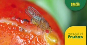 Imagem do web story 3 receitas caseiras para se livrar de mosquitos de frutas em casa